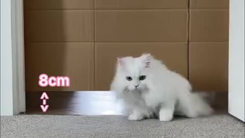 cat skill challenge