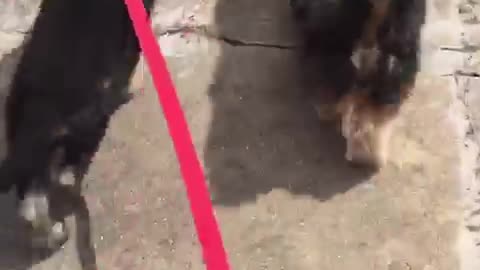 German Shepherd guiding yorkie-shi