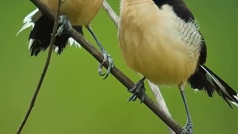 Beautifull bird sound.. At the jungle..