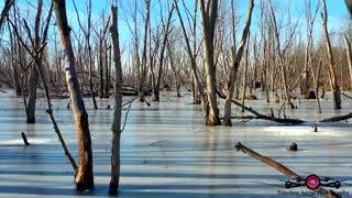 Drone footage captures relaxing footage of frozen swamp