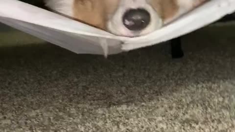 Corgi Uses Box Spring like a Hammock