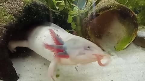 axolotl