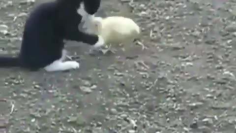 THE Playful cat and duck