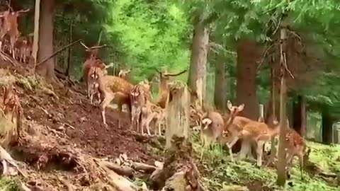 Deers in the forest ( germany )