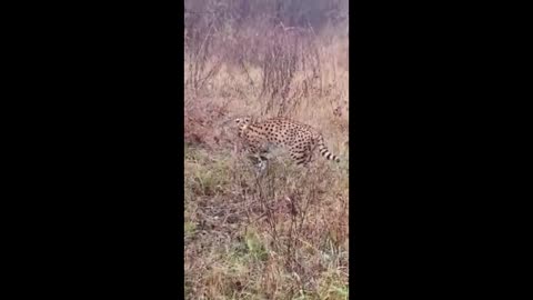 Balkan Safari: African Cat Filmed Roaming Croatian Forest