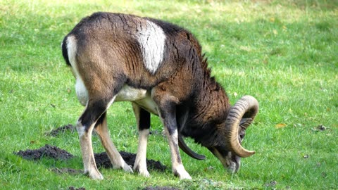 Markhor - mountain goats - mountain animals