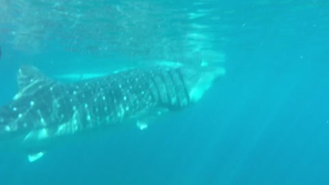 Swimming with a whale shark.