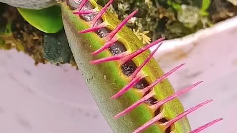 Slug narrowly escape the grasp of a venus fly trap