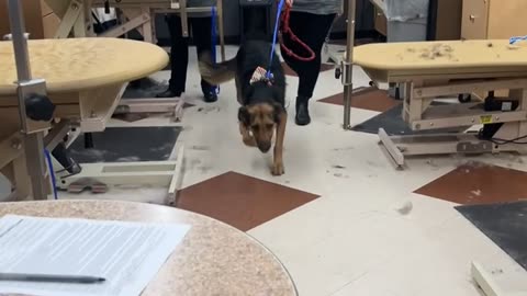 This Dog Is Very Ready To Go Home