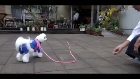 A white dog cute baby