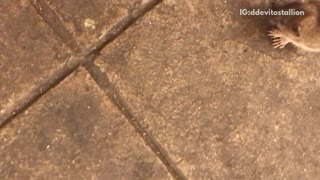 Guy records a mouse sitting in the middle of subway station