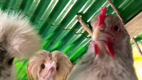 Chicken rave..