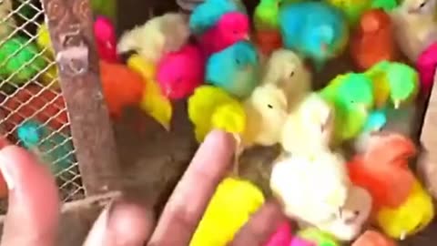 Pretty Chicks 😍 BEAUTIFUL Cute Chicks #viral