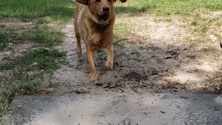 Brodie playing ball. He never gets tired of playing ball