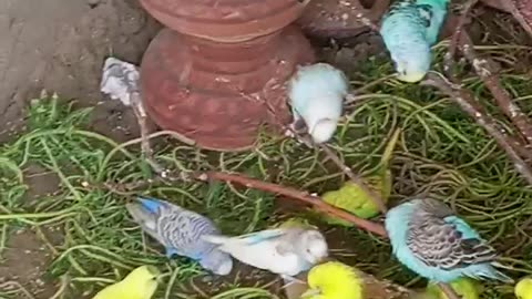 Parrot Videos at my home colony