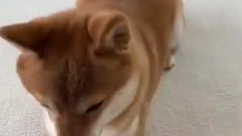 Kitten Playing With Big Dog Shibe #shorts #tiktok #cat #dog