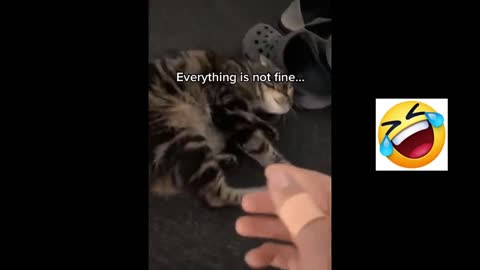 Cat attacks owner by confusion