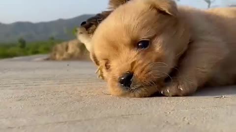 Baby dog having fun with little chicken