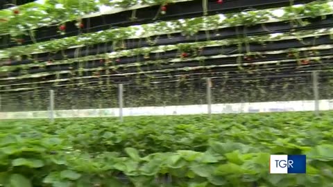 Fragola in coltura idroponica innovativa a piani mobili DOCUMENTARIO le innovative serre olandesi.La moderna industria olandese delle serre. questa cosa si può fare solo con gli ortaggi ovviamente