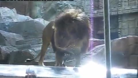 Lion attacked man in the zoo