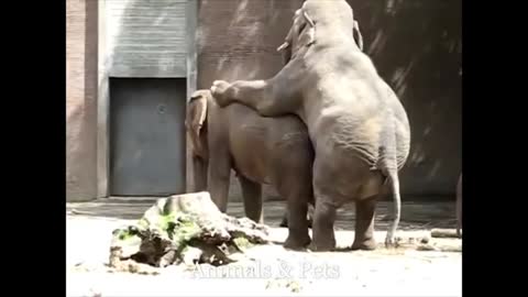 Elephant Mating scene