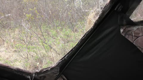 Close Encounter with Curious Black Bear