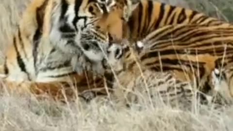 Tigress with cub | शावकों के साथ बाघिन