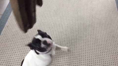 Small bulldog struggles very hard to keep the glove