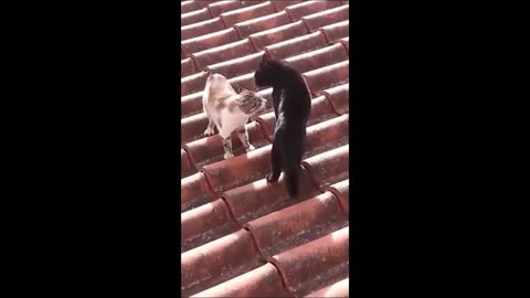 Funny animal videos 2023 Funny cats dogs Funny animals Part5