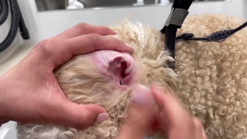 How To Safely Remove Dog Ear Hair at Home - Step-by-Step Guide