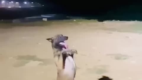 Dog funny dance