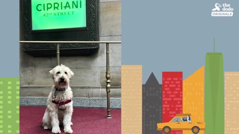 Popular Dog Knows Everyone In His NYC Neighborhood | The Dodo City Pets