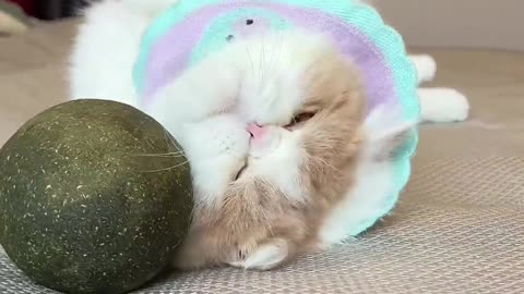 No cat can resist mint balls