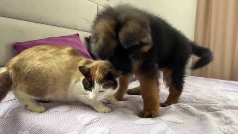 German Shepherd Puppy Meets Cat for the First Time