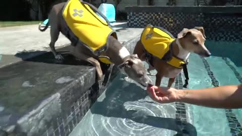 Teaching My Dogs How To Swim