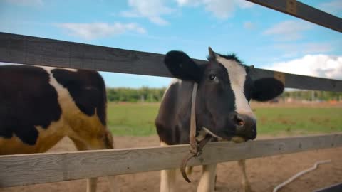 Cow in enclosure scaring fly