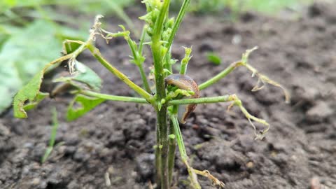 Snails ate my beans!