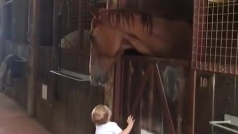 Little Girl Greets The Horse