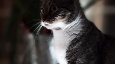 Curious Cat Explores the World Around Him