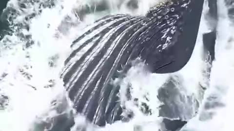 The whale's huge mouth