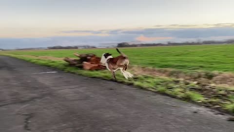 Crazy Malinois thought that the photo decoration is a toy