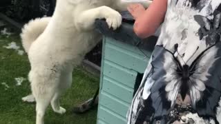 Doggo is Jealous that Neighbor Dog is Getting Pets