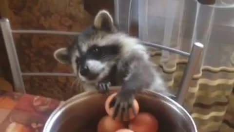 Raccoon's Paws are Too Tiny for Eggs