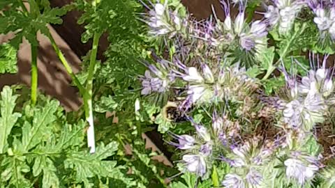 Bumblebee on flowers