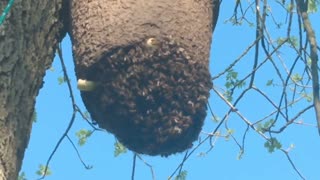 NURSERY POT SWARM TRAP TEST PART 2