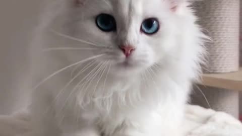 The little white cat has beautiful eyes