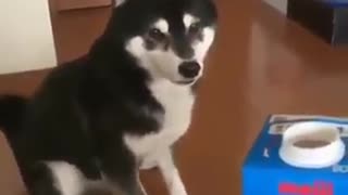 Talented Doggie