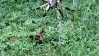 Creepy spider caught a bug