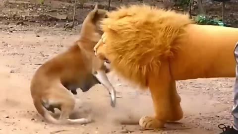 troll prank dog funny And fake tigerto do huge box.