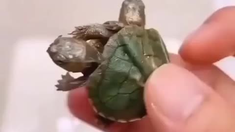 Twin Tortoise 🐢 Beauty of Nature